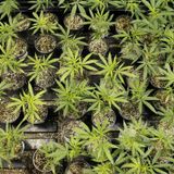 AF Times: VA & Study Use Of Cannibas For PTSD