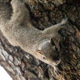 Urban Wildlife Solutions Squirrel Removal in Houston