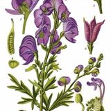 Show 303: Aconite