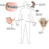 L'evoluzione non porta a miglioramenti ma a cambiamenti: gli 'organi vestigiali' umani (parte 1)