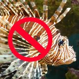 Florida Lionfish Festival - Tony Hart FWC