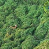 Droni in volo per salvare i cuccioli di capriolo dallo sfalcio dei campi