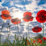 Episode 1595 - Jarvis Kingston 2026 Australian Open Tennis Naomi Osaka Coco Gauff Melbourne Roblox Minecraft Fenty ICE Trump News Fortnite !