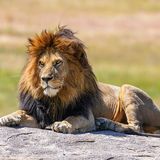 Lions!