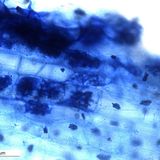 Un database pubblico raccoglie informazioni sui funghi del suolo