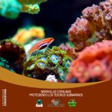 NUESTRO OXÍGENO Maravillas coralinas protegiendo los tesoros submarinos