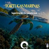 NUESTRO OXÍGENO Tortugas marinas - Supervivientes del planeta azul