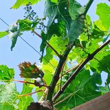 Agradeça o presente do dia de Hoje - #10