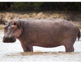 007.1 Hippos