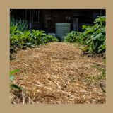 #257 Permacultura e Agroforestazione: come progettare un giardino rigenerativo