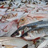 Ecología para todos: ¿Doradas o dorados?
