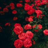 Bostone Gulon Zazaca Şiir- İlahiler2133