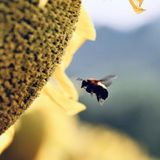 SOS api i pesticidi persistono nel polline