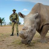 Ep. 49: The War on Rhinos