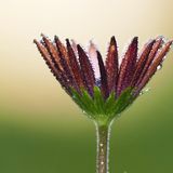 During Caregiving, Missing What's Gone