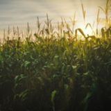 Milho: plantio acelerado nos EUA e revisão positiva da safra no Brasil | BBcast Agro - 17/04/2026