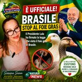 TG della Natura: Brasile, stop al foie gras: firmata la legge che vieta una delle pratiche più crudeli contro anatre e oche