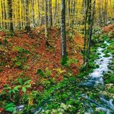 Immagine di copertina di 'Marchig al conte il bosc'
