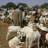 CNDS, dot après divorce et Tabaski à Maradi (Le Niger sur Kalangou)
