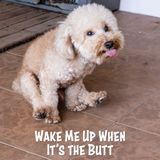 Wake Me Up When it's the Butt | America's Favorite Podcast