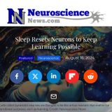 Sleep Resets Neurons to Keep Learning Possible (NeuroScience News)