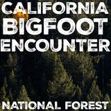 ANOTHER BIGFOOT ENCOUNTER FROM CALIFORNIA | THE CREATURE MOVED LIKE A SHADOW IN THE MOON-LIT NIGHT!