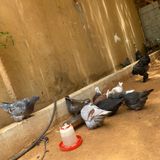Les jeunes de Niamey et l’élevage de pigeons : comment relever les défis ?