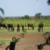Prévention des tensions agricoles et pastorales : la contribution des jeunes à Tanout (Tous à la Fada)