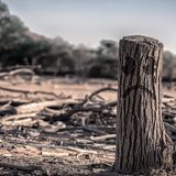 Dai fondi pensione britannici 300 miliardi per la deforestazione