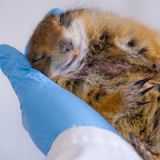 Could NASA’s Studies on Hibernating Squirrels Help Astronauts? [W[R]C]