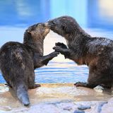 Instinto animal: reproducción y defensa de las crías