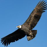 09 L'uomo che divenne avvoltoio