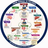 EP-296|🧠 Hunger Cycle: From Hunger to Fullness 🧠 ক্ষুধার চক্র: ক্ষুধা থেকে তৃপ্তি| wellness podcast