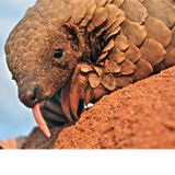 007.3 Ground Pangolin