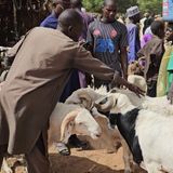 Le journal du 27 mai 2026 - Tabaski 2026 au Niger : réactions de citoyens à Ayorou et Birni Konni