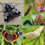 Ten mighty moths and beautiful butterflies around the Wellcome Genome Campus