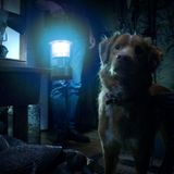 Subculture Film Reviews - GOOD BOY (Kyle's Review)