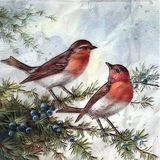 The Robin | Stories About Birds