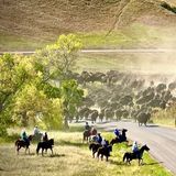 #103 - Buffalo Roundup, il raduno dei bisonti del Custer State Park