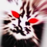 sanremo2026/occhi di gatte