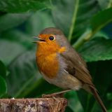 IL PETTIROSSO E I CONFINI