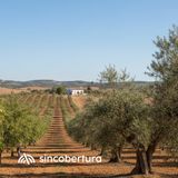 Olivar vs almendro, ¿cuál es más rentable?