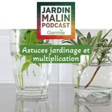 Astuces jardinage et multiplication