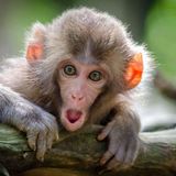 968 - O Foster já pagou mico em português? [Ask Me Anything]