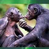 I bonobo, i nostri parenti più prossimi