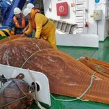 Breves de actualidad: La costera de la anchoa se reduce un 7%