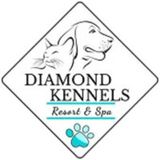 Dog Daycare Ohio | Safe, Fun & Professional Pet Care at Diamond Kennels