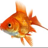 #ve Pesce rosso
