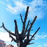 Follia capitozzatura. Rispettiamo gli alberi. Con Carlo Mascioli