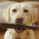 Pets Damaged $3 Billion Dollars Worth of Electronics